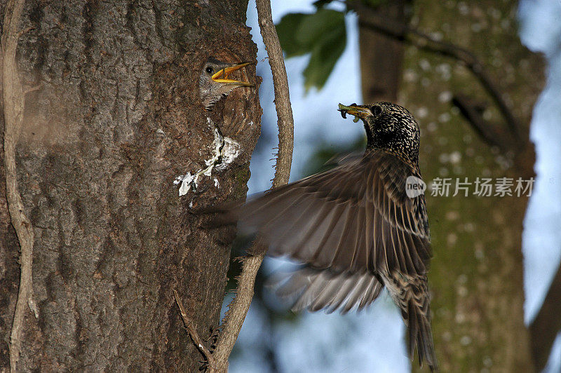 筑巢的椋鸟(Sturnus vulgaris)